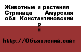  Животные и растения - Страница 15 . Амурская обл.,Константиновский р-н